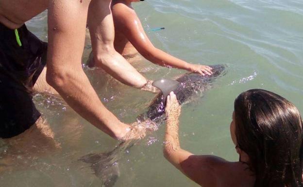 Aconsejan no reintroducir en el mar a los animales varados y llamar al 112