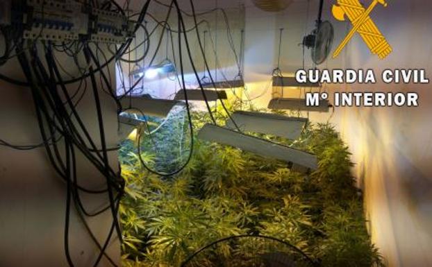 Detenida una mujer e investigado su marido por cultivar 250 plantas de marihuana en un piso en Cuevas del Almanzora