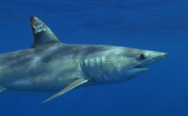Investigado por la pesca furtiva de un ejemplar de tiburón marrajo