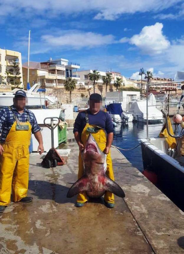 Investigan a un furtivo por capturar un tiburón