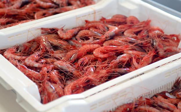 Gamba roja de Garrucha para todos