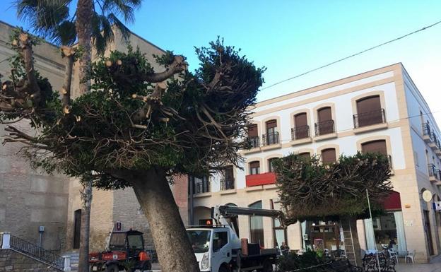 El Ayuntamiento de Vera poda los árboles de la plaza Mayor «por motivos de seguridad»