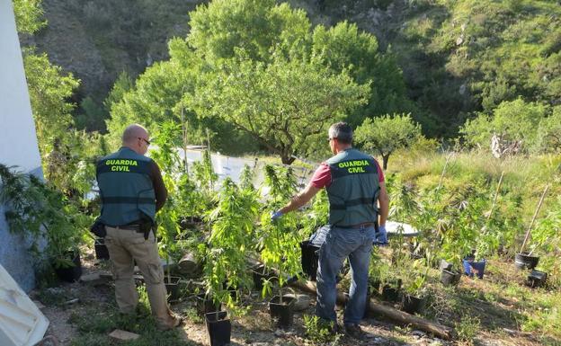 Alquila un cortijo en Lubrín para pasar las vacaciones y se dedica a cultivar marihuana