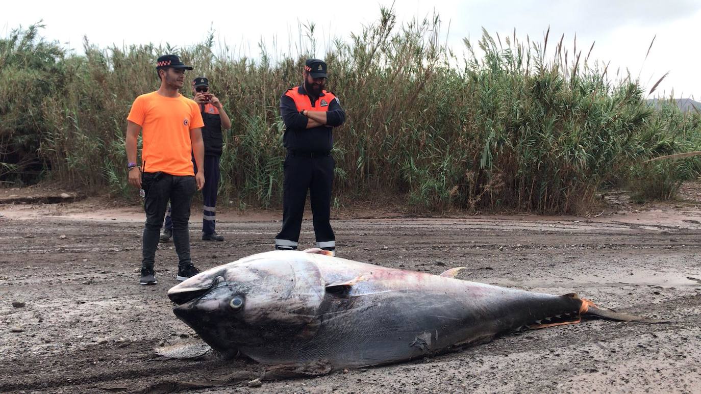 Aparece un gran atún muerto en una zona costera de Pulpí