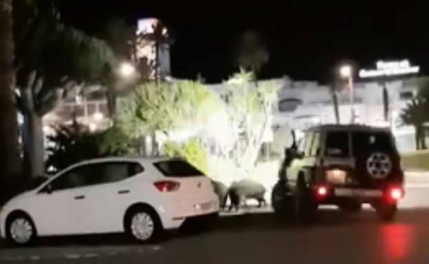Investigan el atropello de varios jabalíes en las calles de Mojácar