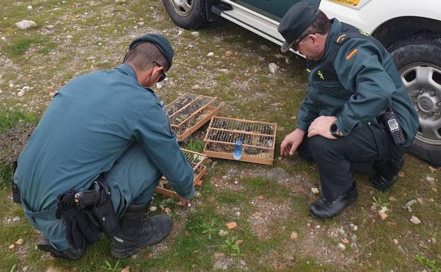 Un detenido y 80 aves liberadas en Almería antes de ser vendidas en el mercado ilegal