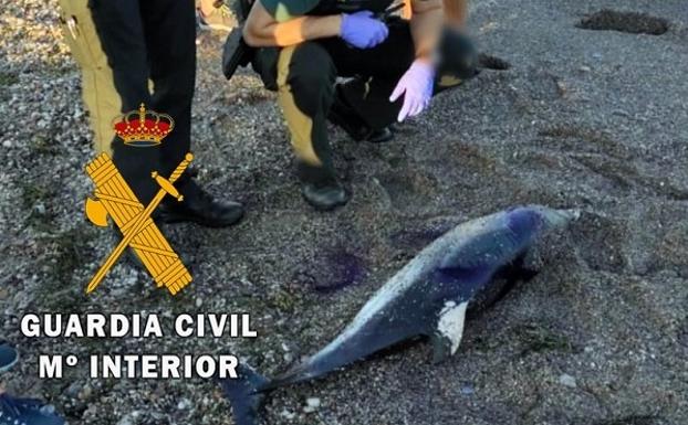 Aparece un delfín varado en una playa de Cuevas del Almanzora