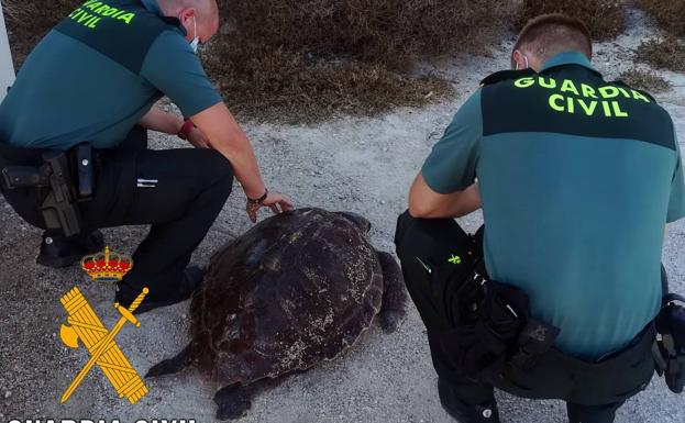 La Guardia Civil recupera una tortuga Boba varada en la playa y rescata a otra Mora en Carboneras