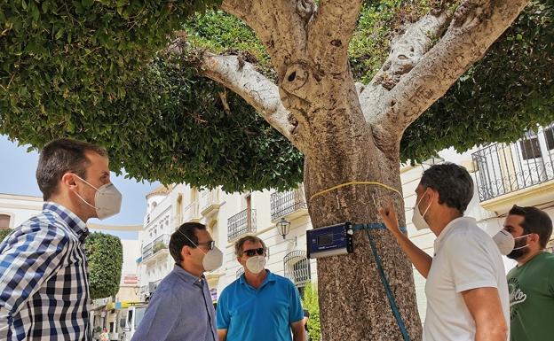 Vera radiografía los ficus centenarios de su Plaza Mayor