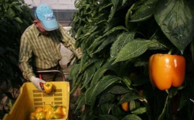 El sector agrario del Levante repartirá hortalizas gratis como protesta por los bajos precios