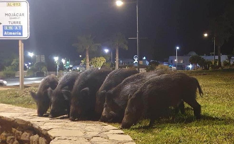 La falta de alimento arrastra a los jabalíes a pie de playa