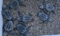 Trasladan a Algeciras a la veintena de tortugas bobas nacidas en Mojácar