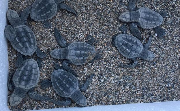 Trasladan a Algeciras a la veintena de tortugas bobas nacidas en Mojácar