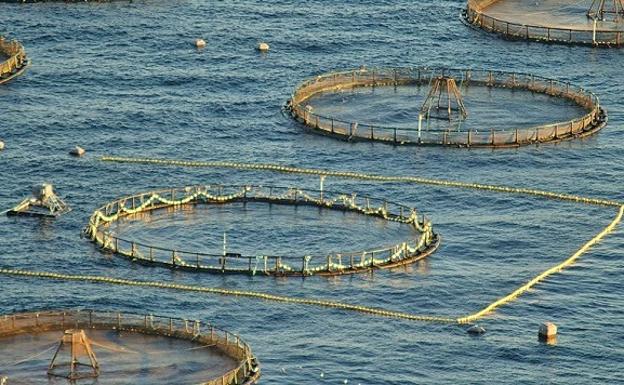 El mar de Villaricos albergará una granja de lubinas y doradas