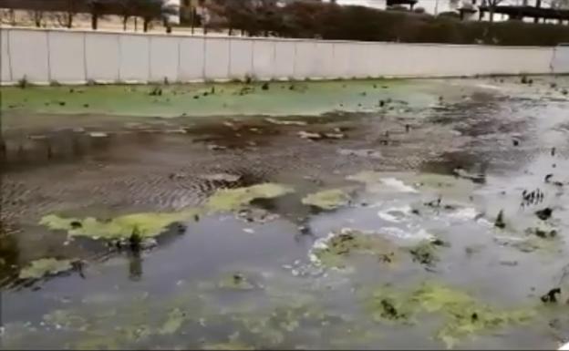 Veraplayazul ofrece al Ayuntamiento colaboración vecinal contra los mosquitos