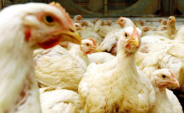 La enfermedad de Newcastle afecta a otros 36.880 pollos en Huércal-Overa