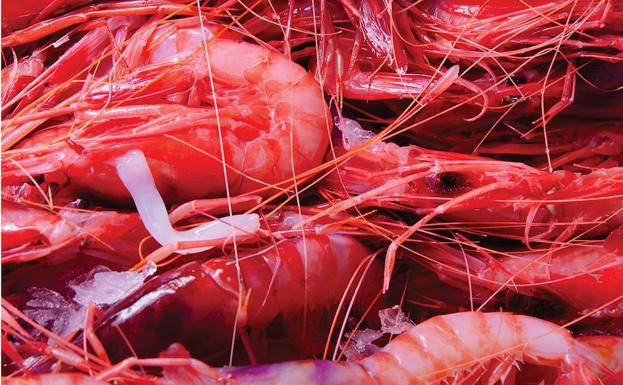 La gamba roja, protagonista este fin de semana en el III Festival Gastronómico de Garrucha