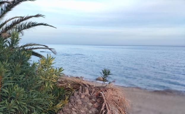 Alertan de la cantidad de palmeras que mueren en Mojácar por el picudo rojo y exigen al Ayuntamiento que actúe