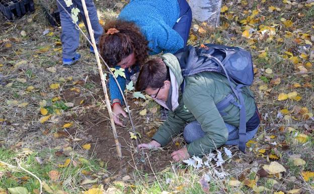 Más de 260 personas colaboran en la repoblación de las riberas de Riofrío
