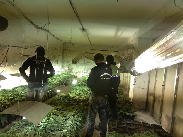 Localizan 1.080 plantas de cannabis en una nave de Loja