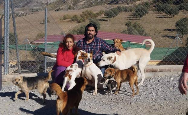 Un mercadillo de 'segunda mano' en Tiena ayudará a un refugio de animales abandonados