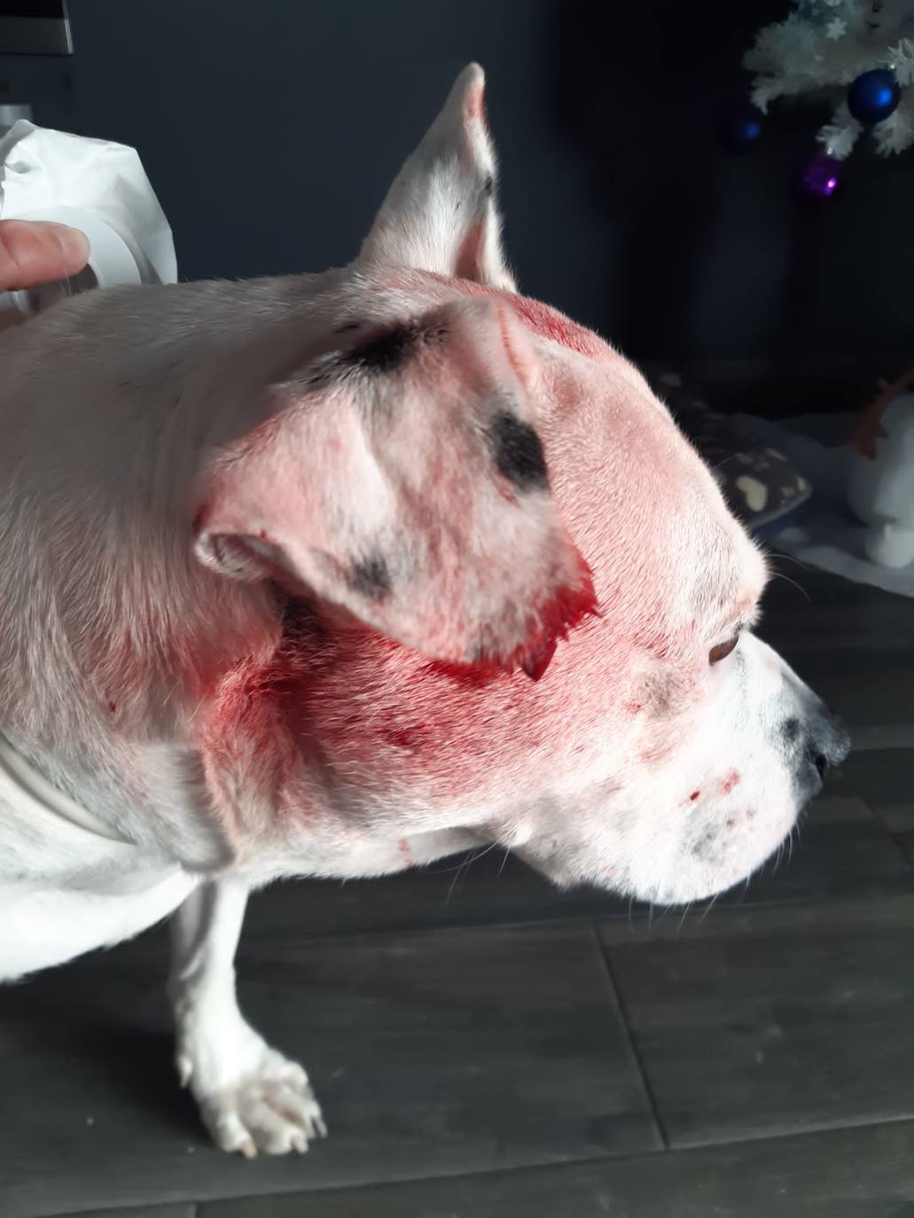 El perdigonazo de un cazador impacta en la perra de una vecina de Riofrío cuando paseaban