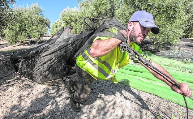 Los olivareros del Poniente se suman a la 'parada' que mañana y pasado reclamará precios justos para el aceite