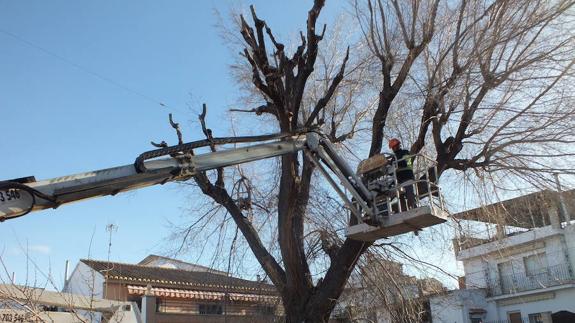 El programa de poda se refuerza con los Planes Emple@Joven y Emple@30+