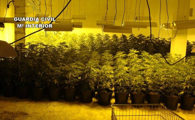 Detienen a dos personas y se incautan de 990 plantas de marihuana en Roquetas de Mar