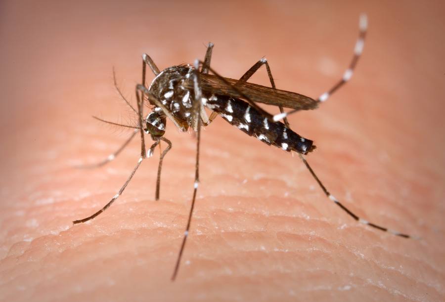 IU propone una ordenanza específica para regular la lucha contra los mosquitos