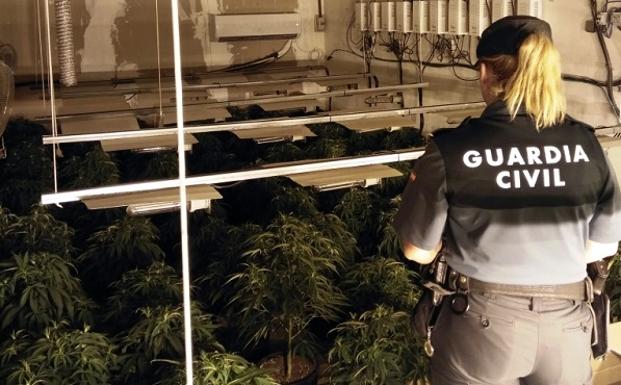 Desmantelado un cultivo con 249 plantas de marihuana en una vivienda de Roquetas