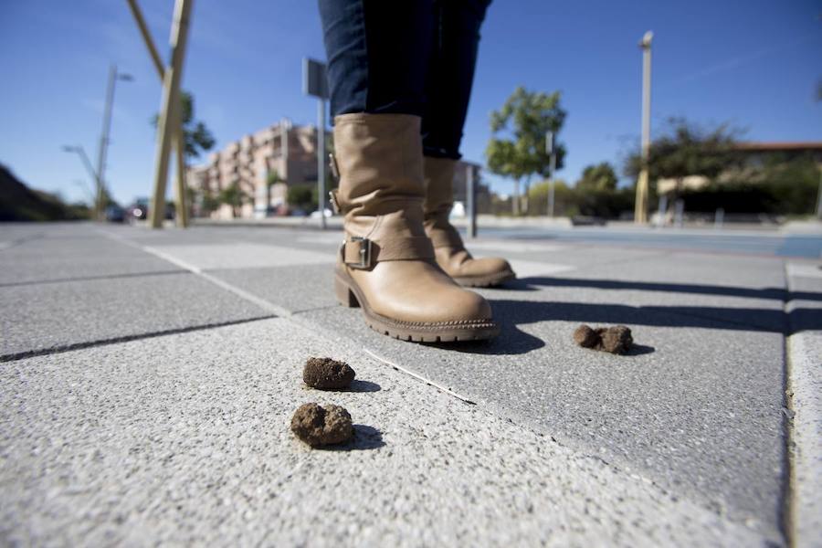 C’s sigue apostando por un banco genético para luchar contra los excrementos caninos