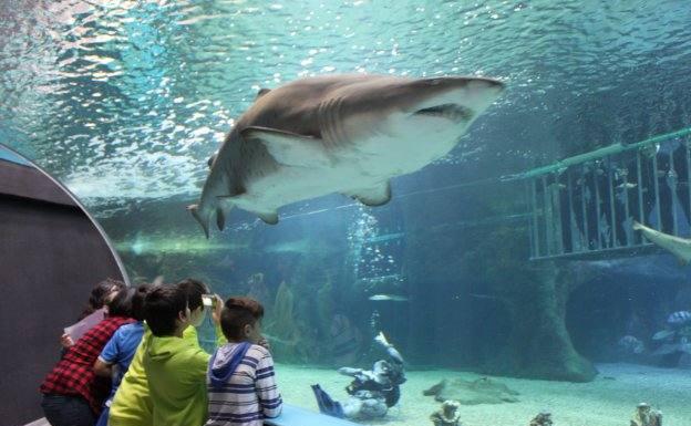 Cs registra una moción para que el acuario de Roquetas de Mar pase a llamarse Gabriel Cruz