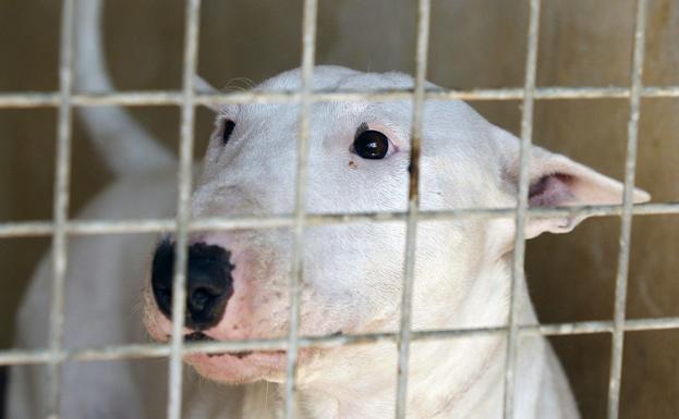 En estado grave el niño de tres años mordido por un perro en Vícar