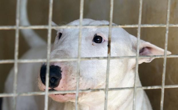Vigilan al menos 2 semanas al pitbull que atacó al niño 3 años en Vícar
