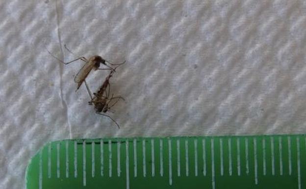 Ecologistas en Acción asegura que los mosquitos de estos días proceden de jardines, encharcamientos y restos agrícolas