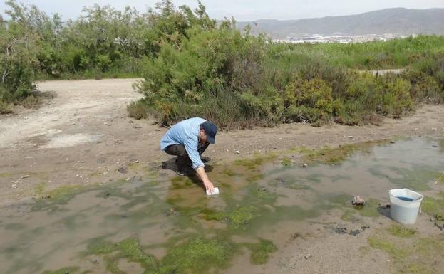 Un vertido de aguas residuales podría estar detrás de la proliferación de mosquitos en la zona de Las Salinas