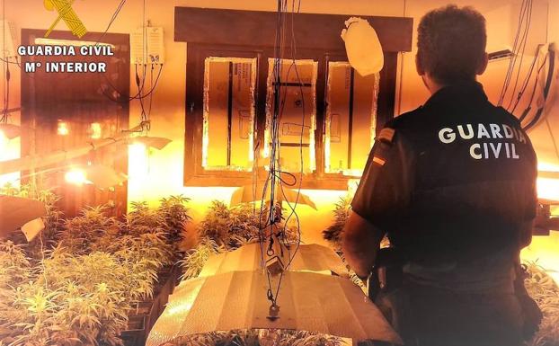 Detenida una persona en una operación que permitió la incautación de 526 plantas de marihuana
