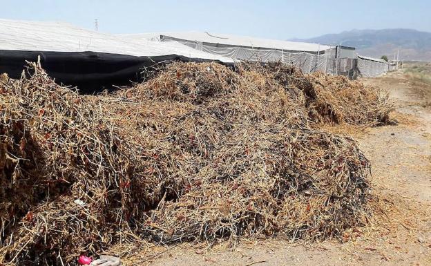 Cs exige soluciones «inmediatas» para los residuos agrícolas y una nueva Ordenanza
