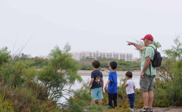 El ave acuática más amenazada de Europa echa raíces en la Ribera de la Algaida