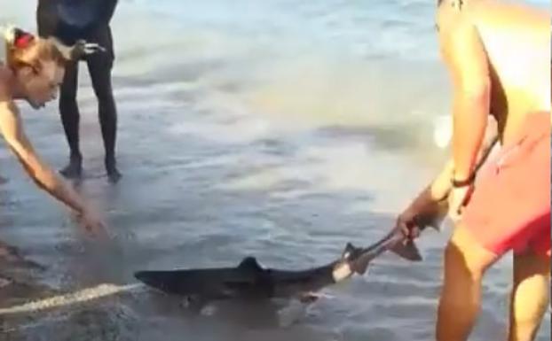 Muere el tiburón que apareció varado en Roquetas tras ser «acosado» por los bañistas