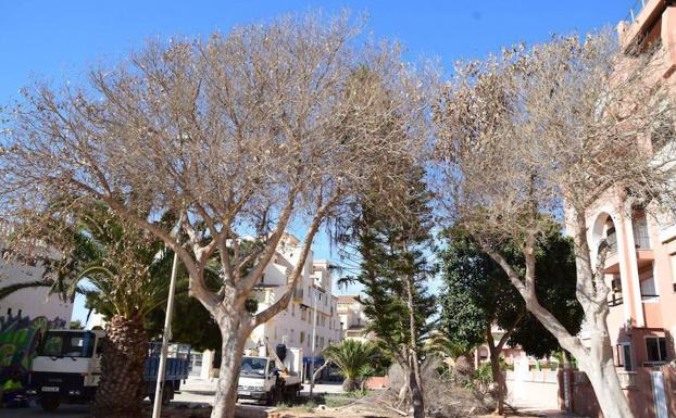 Denuncian el envenenamiento de árboles en la Urbanización para forzar su tala