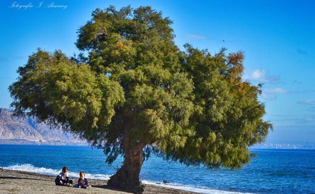 'Salvemos Las Salinas' pide que el Taray de Los Bajos sea declarado «monumento natural»
