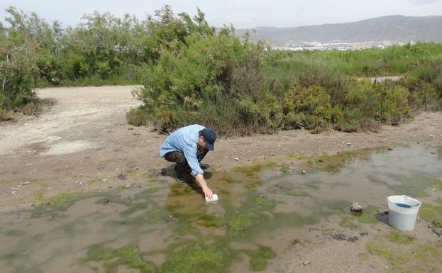 El problema de los mosquitos vuelve a irse de las manos en Roquetas