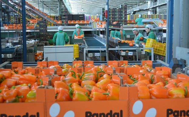 El TSJA rechaza autorizar el ERE extintivo a 55 trabajadores de Agrupaejido