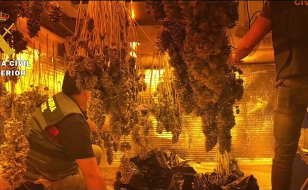 Intervenidas casi 1.800 plantas de marihuana en tres dúplex conectados junto a un colegio en Vícar