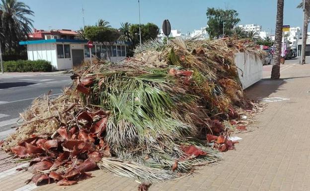 El Ayuntamiento externalizará los trabajos de poda de árboles de varias zonas del municipio