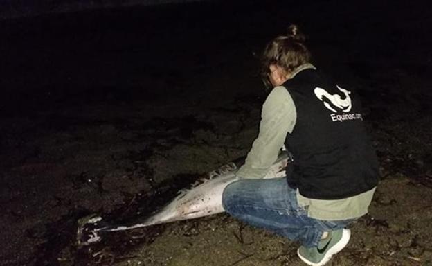 Aparece muerto un delfín en Roquetas de Mar con heridas y el nombre de 'Juan' grabado en el costado