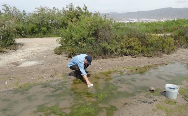 El Ayuntamiento licita por 100.000 euros el contrato de control de plagas de mosquitos