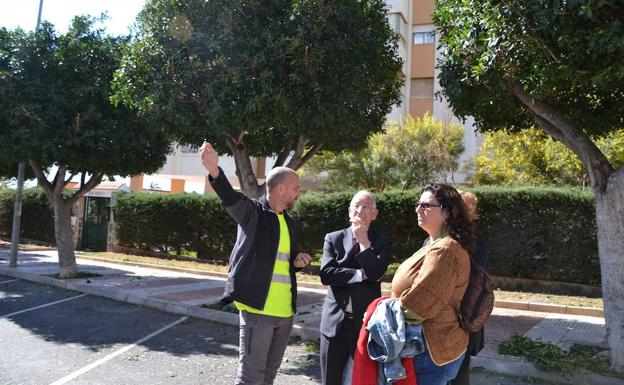 Roquetas explora una nueva metodología de poda individualizada de los árboles